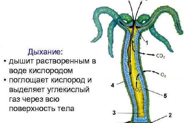 Кракен сайт ссылка тор браузере